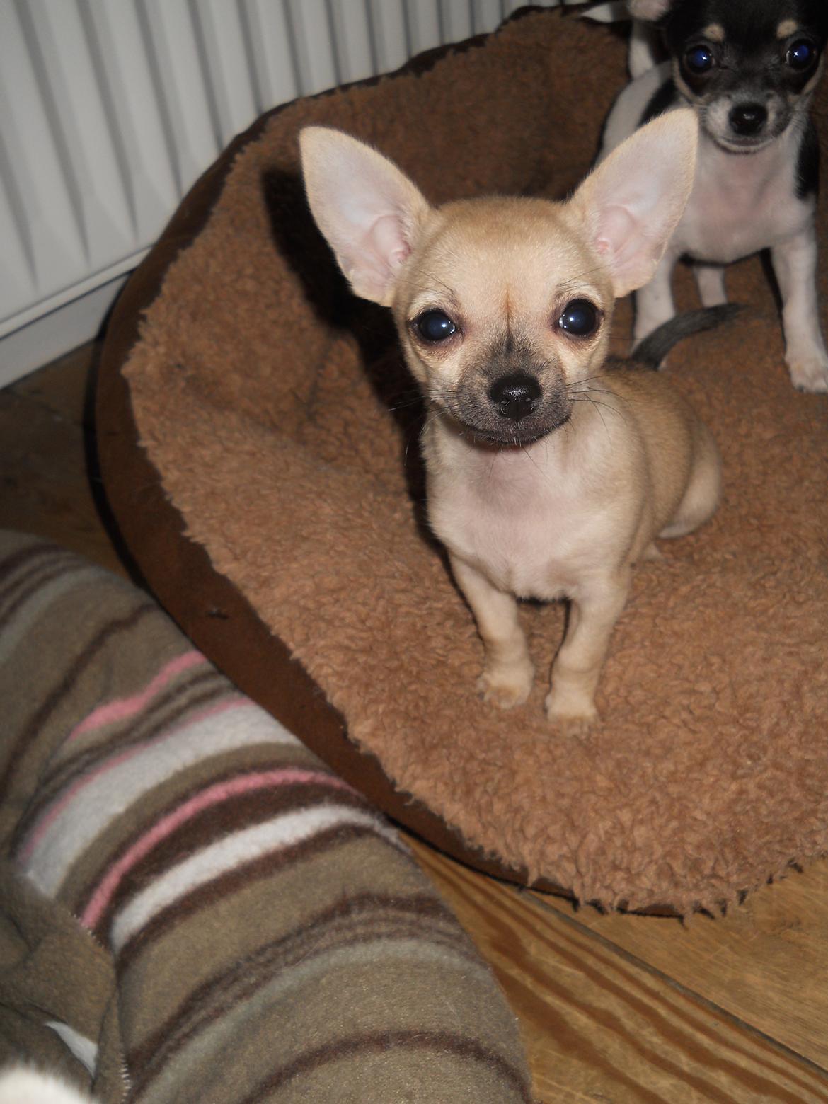 Chihuahua Merle billede 8