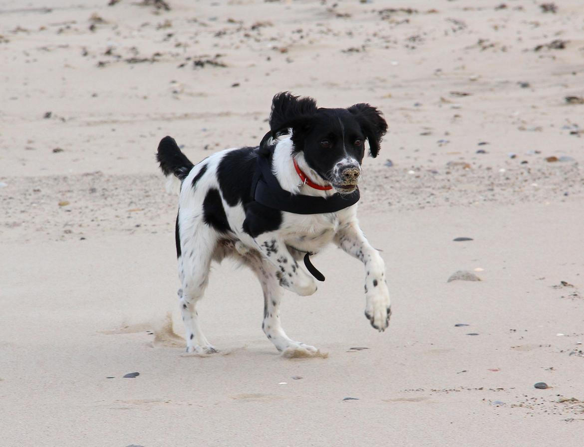 Blanding af racer Enzo - Enzo i fuld galop på Hirtshals strand. (-: billede 11