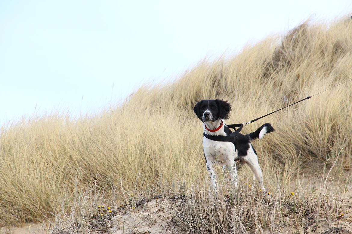 Blanding af racer Enzo - Charme, selvtillid og lækkert hår. Kongen af klitten. ;o) billede 8