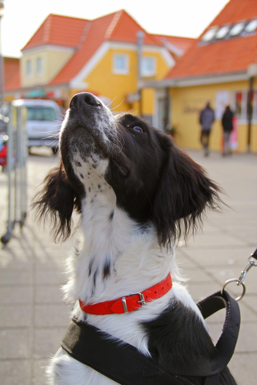 Blanding af racer Enzo billede 9
