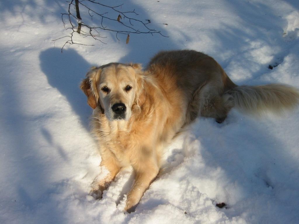 Golden retriever Chico *Himmelhunden* billede 1