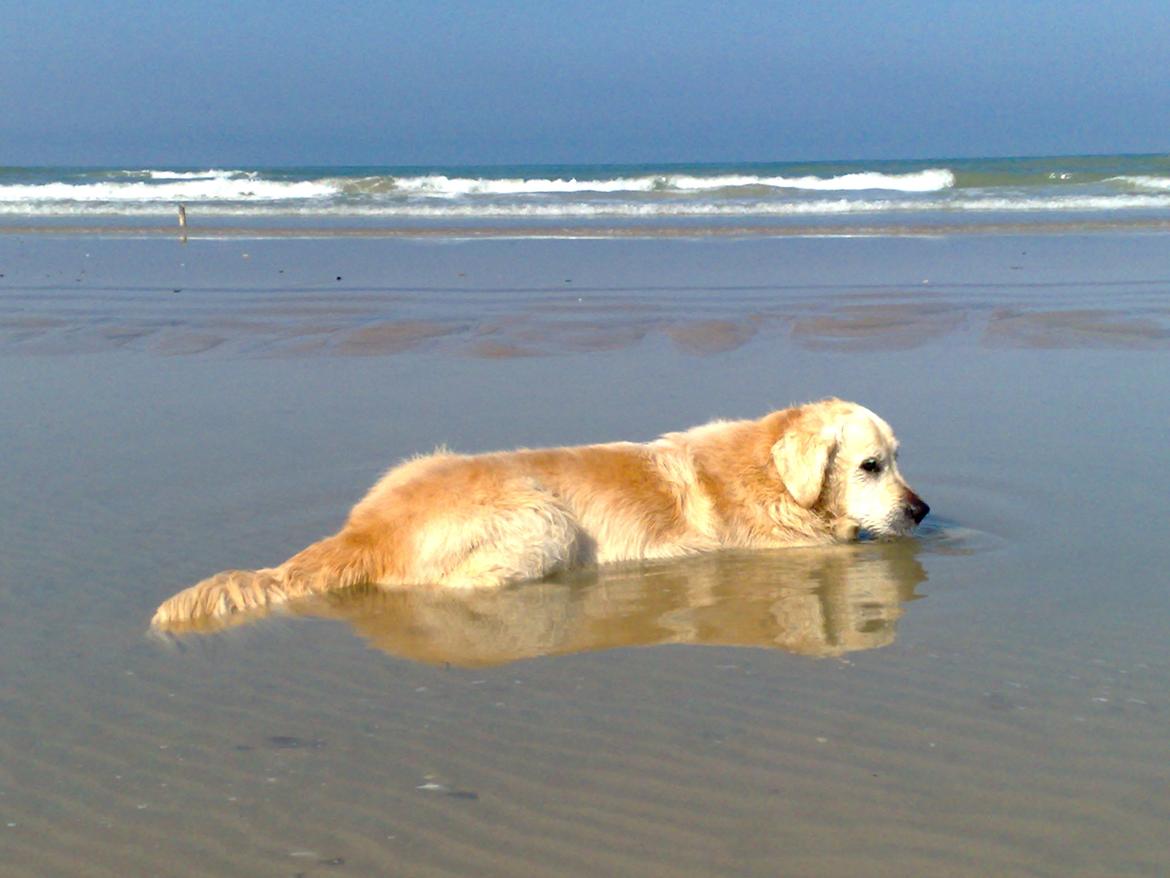 Golden retriever Chico *Himmelhunden* billede 5