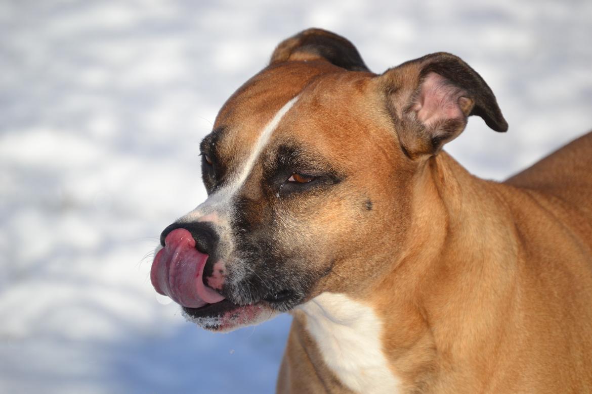 Amerikansk staffordshire terrier Rynke R.I.P verdens bedste Rynke billede 1