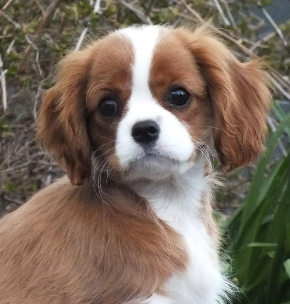 Cavalier king charles spaniel Murnley´s Bijou Avenue - Bijou - Bijou 14 uger billede 2