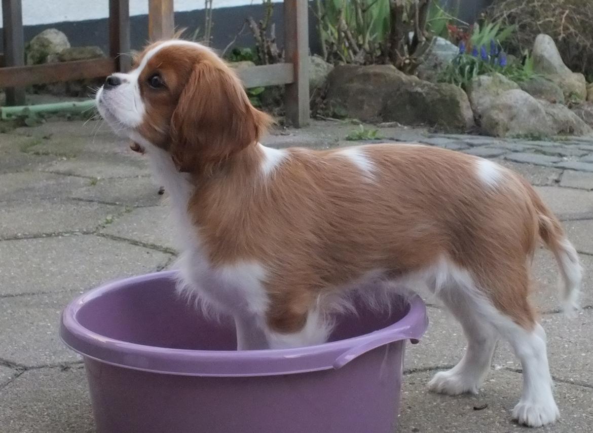 Cavalier king charles spaniel Murnley´s Bijou Avenue - Bijou - Bijou 14 uger - Klikkertræning i balje billede 4