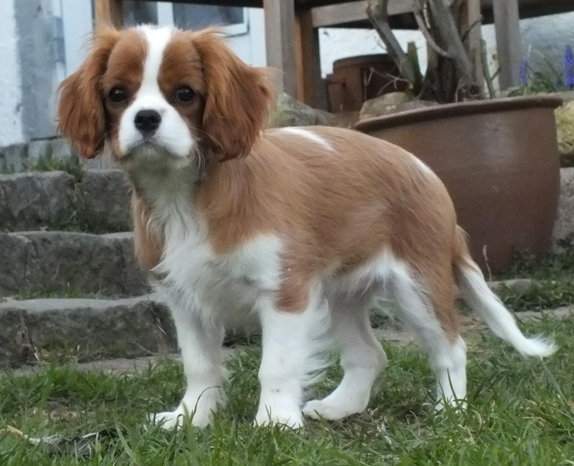 Cavalier king charles spaniel Murnley´s Bijou Avenue - Bijou - Bijou 14 uger billede 5