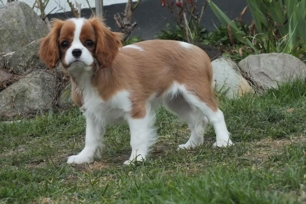 Cavalier king charles spaniel Murnley´s Bijou Avenue - Bijou - Bijou 14 uger billede 6