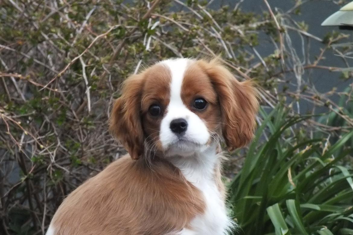 Cavalier king charles spaniel Murnley´s Bijou Avenue - Bijou - Bijou 14 uger billede 7