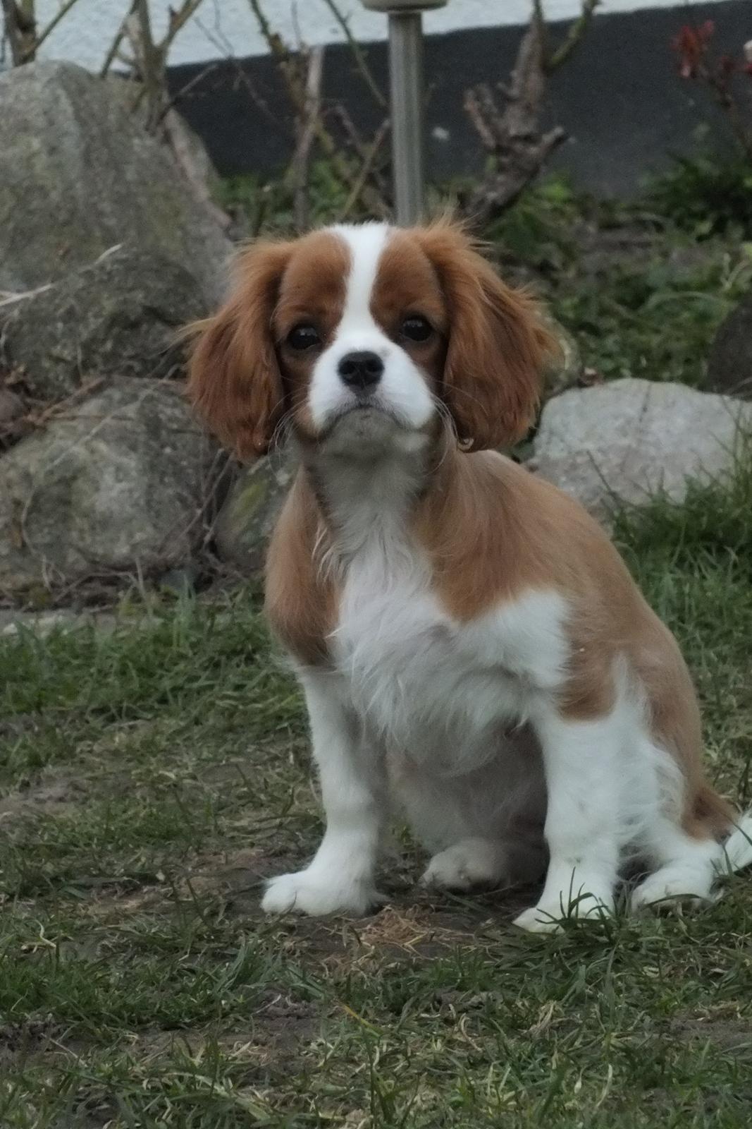 Cavalier king charles spaniel Murnley´s Bijou Avenue - Bijou - Bijou 14 uger billede 8