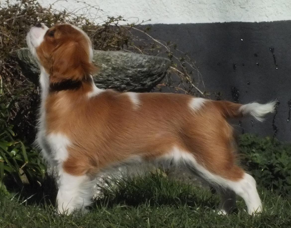Cavalier king charles spaniel Murnley´s Bijou Avenue - Bijou - Bijou 14 uger billede 9