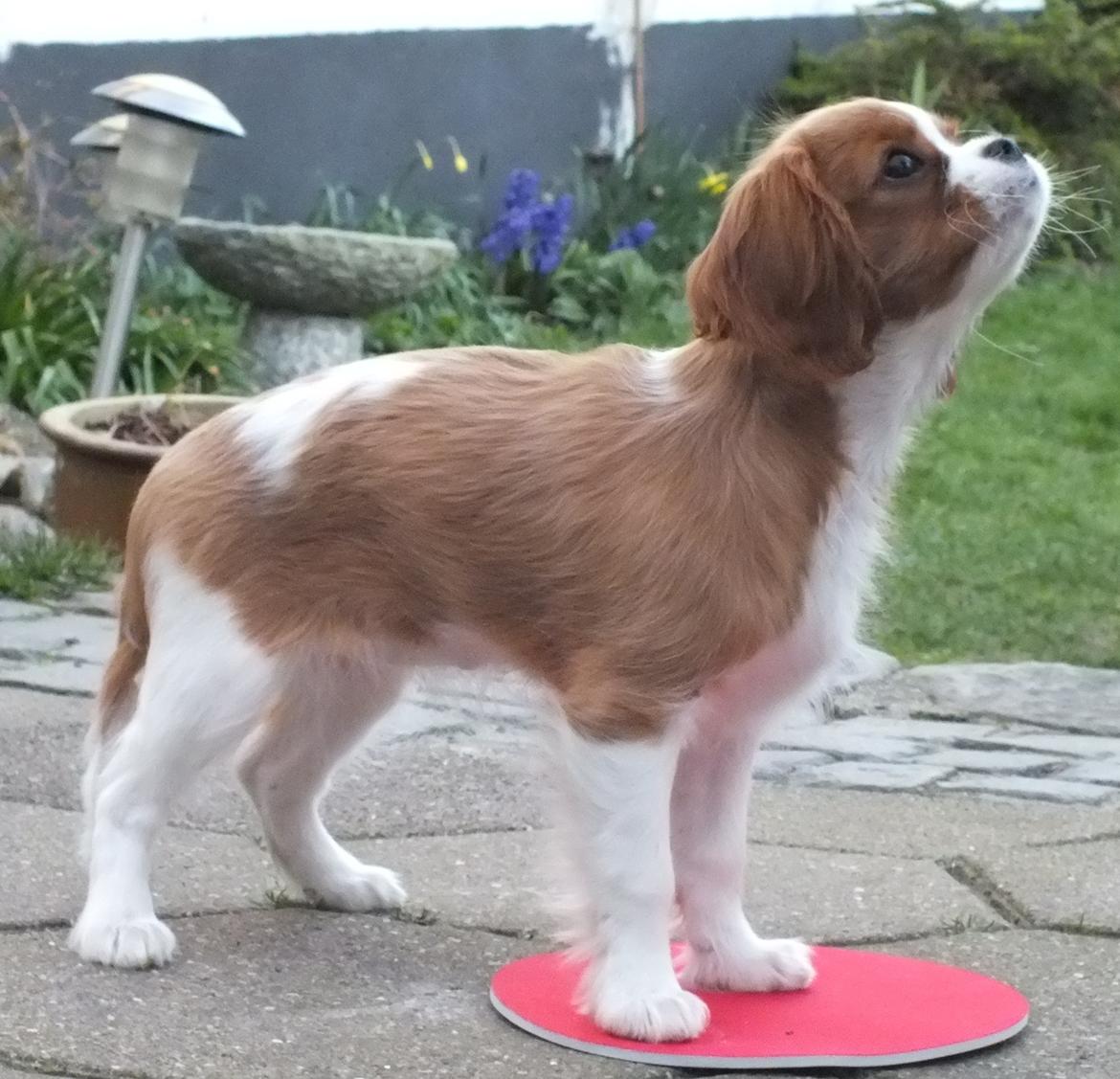 Cavalier king charles spaniel Murnley´s Bijou Avenue - Bijou - Bijou 14 uger - klikkertræning på musemåtte billede 10