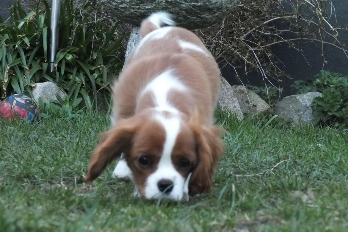 Cavalier king charles spaniel Murnley´s Bijou Avenue - Bijou - Bijou 14 uger billede 11