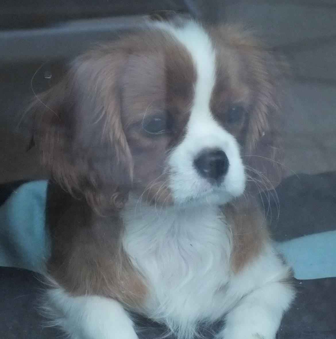 Cavalier king charles spaniel Murnley´s Bijou Avenue - Bijou - Bijou 14 uger  "Jeg vil også UD" billede 12