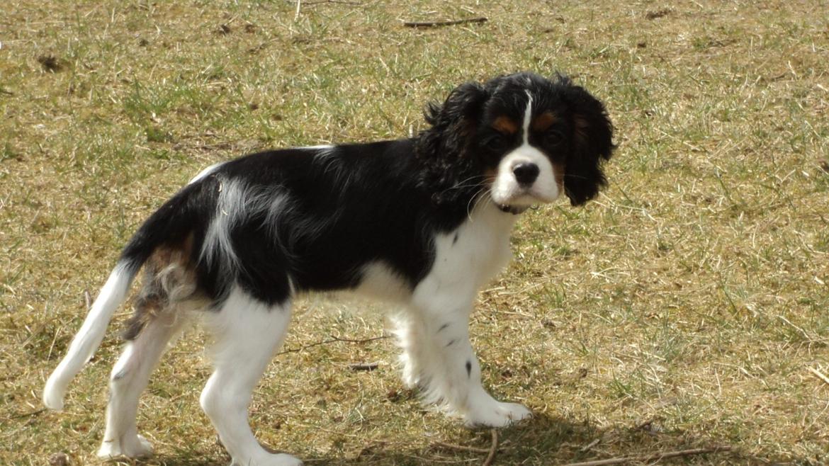 Cavalier king charles spaniel Cavanuggis Sille billede 1
