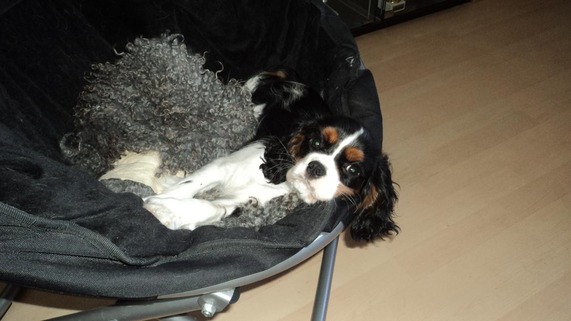 Cavalier king charles spaniel Cavanuggis Sille billede 2