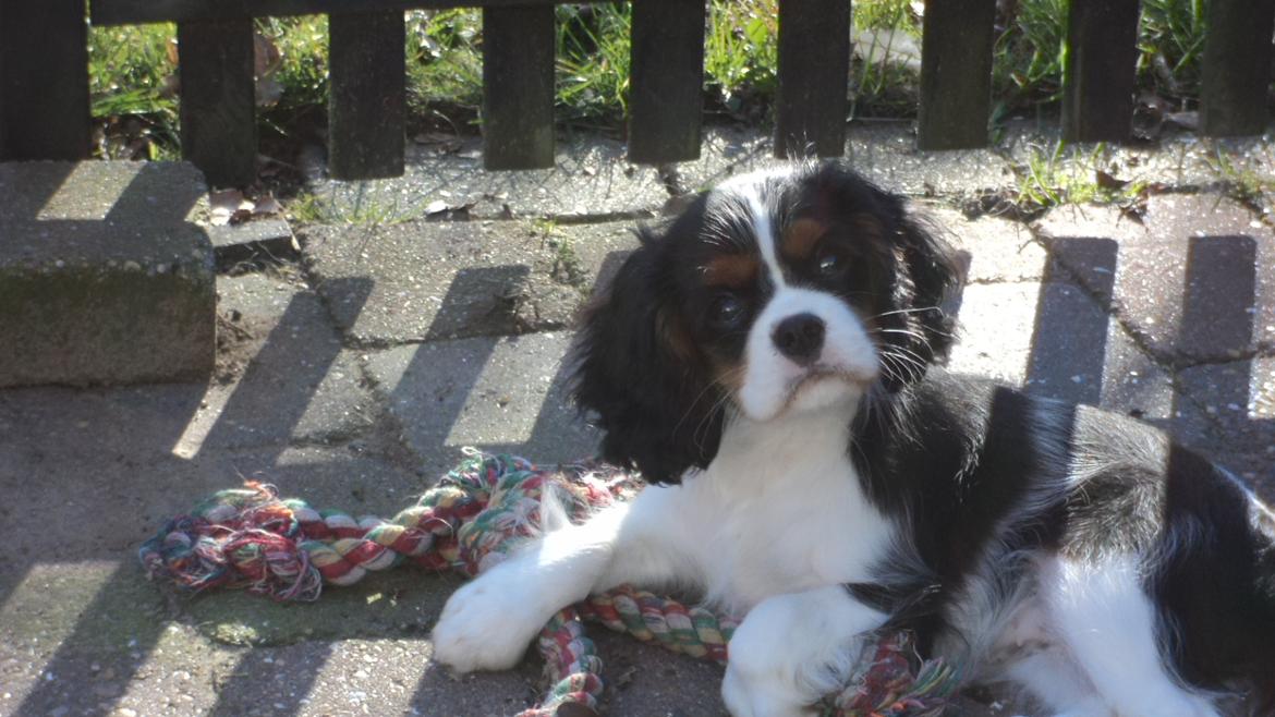 Cavalier king charles spaniel Cavanuggis Sille billede 3
