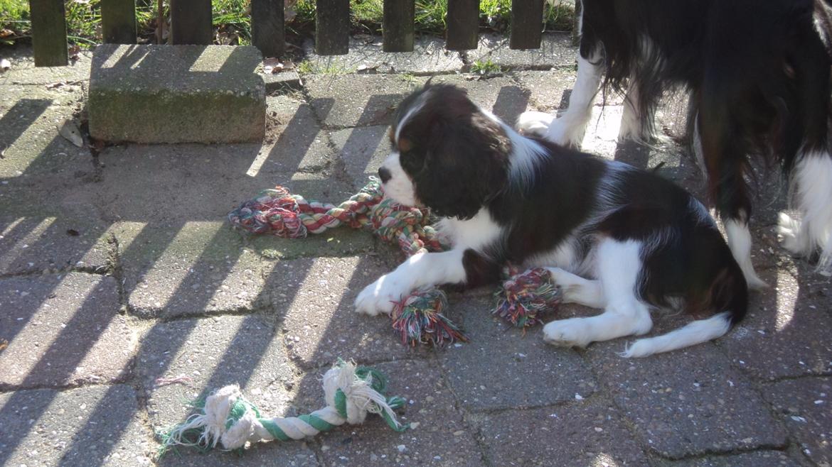 Cavalier king charles spaniel Cavanuggis Sille billede 4