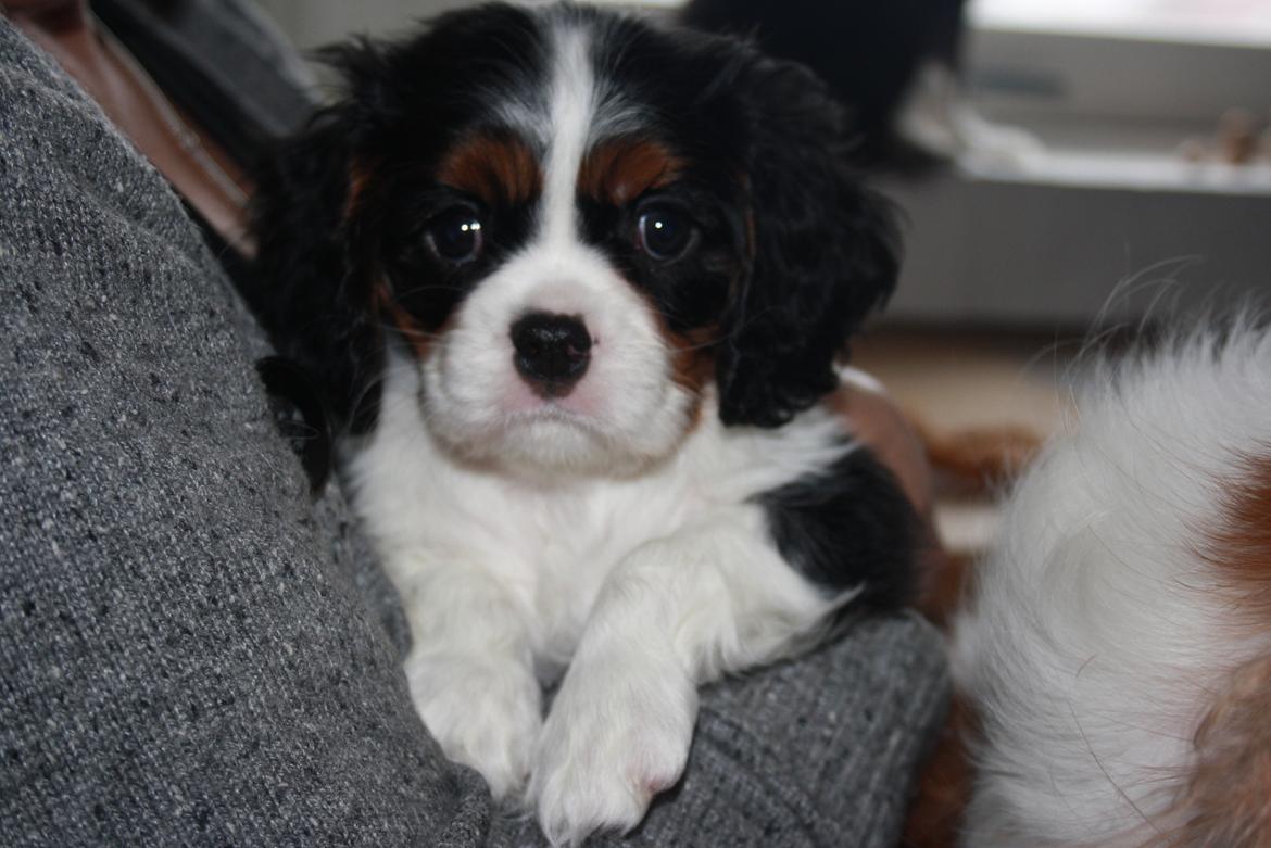 Cavalier king charles spaniel Cavanuggis Sille billede 5