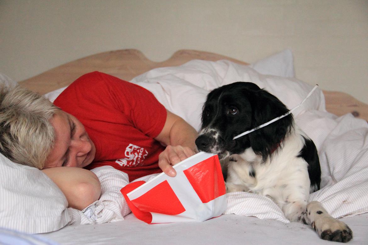 Blanding af racer Enzo - Enzo mener at man bestemt gerne må æde fødselsdagsflag. ;-) billede 10