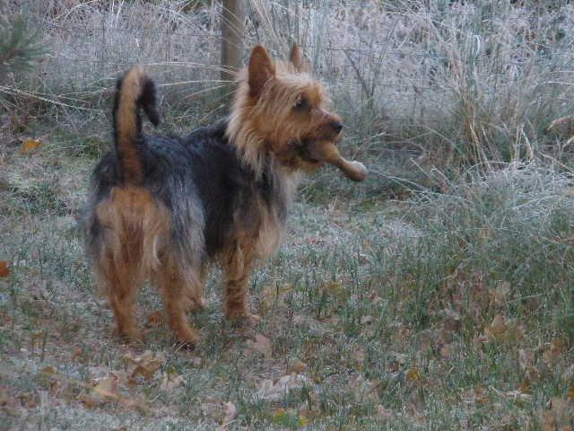 Australsk terrier Nellyson's Oops Me and the Mouse - RONJA - Hvor skal jeg gemme mit hjorteben så mor ikke snupper det og lægger det tilbage i fryseren! billede 1