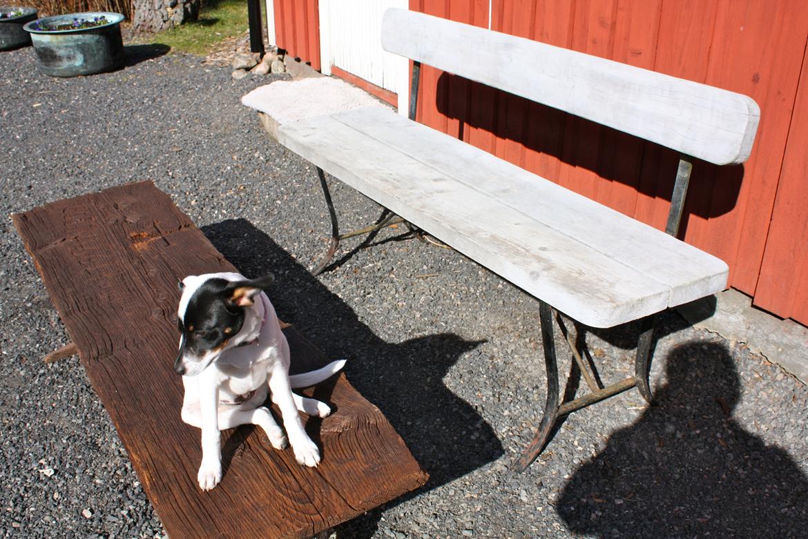 Dansk svensk gaardhund FELIX billede 13