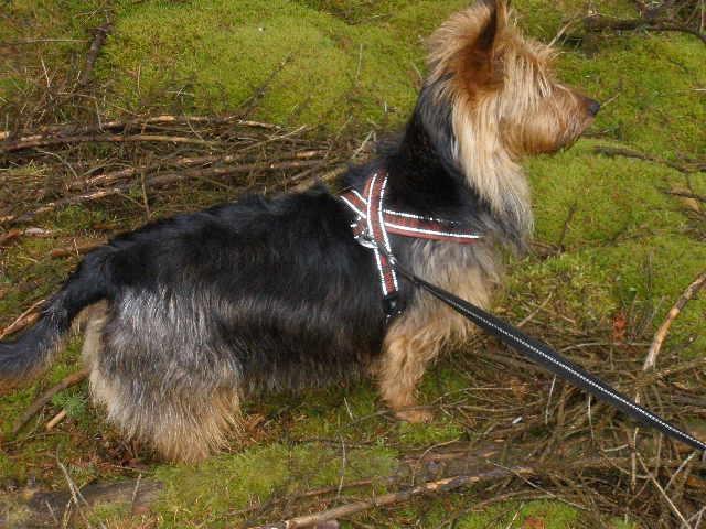 Australsk terrier Nellyson's Oops Me and the Mouse - RONJA - På træningslejer med mor og Amalie i Sverige billede 4
