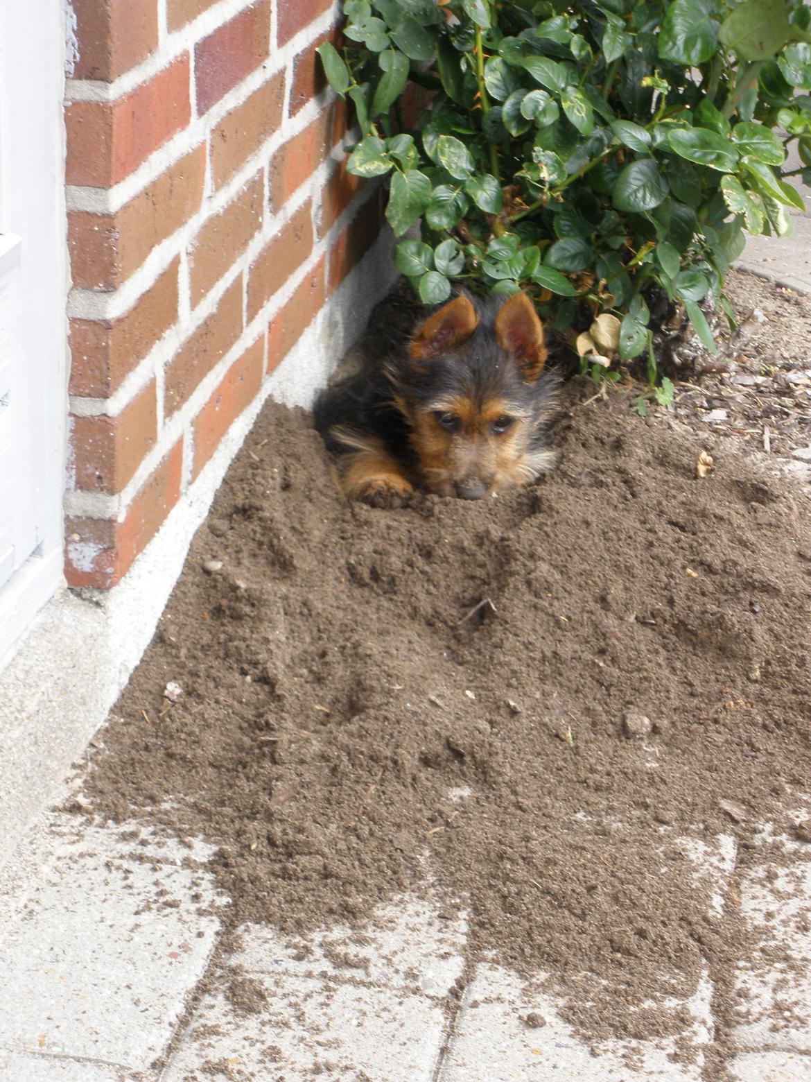 Australsk terrier Nellyson's Oops Me and the Mouse - RONJA - Ronja hjælper med havearbejde - det skal lige siges, at rosen aldrig har været så flot efter hun gravede en tunnel under den billede 6