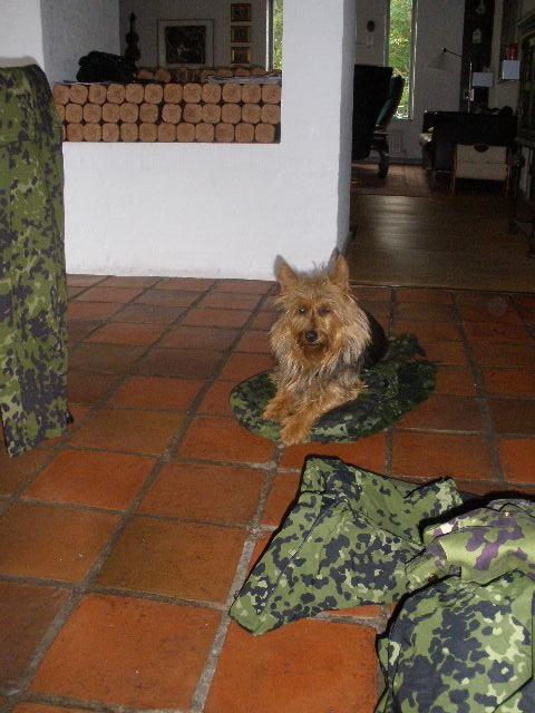 Australsk terrier Nellyson's Oops Me and the Mouse - RONJA - Mor skal udsendes til Afghanistan og Ronja hjælper med at pakke - mon ikke der kan blive plads til mig i rygsækken også - JEG VIL MED MOR billede 8