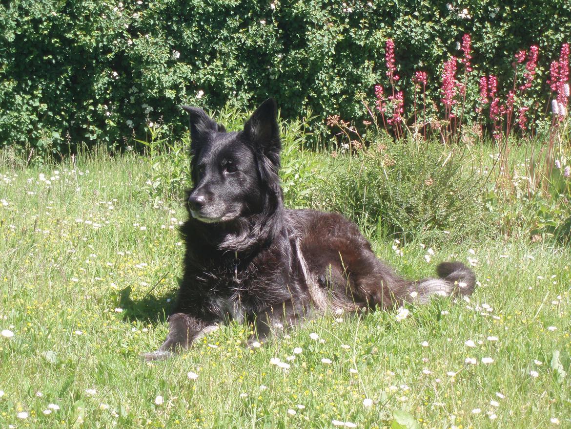 Blanding af racer Blackie - Sommer 2011 billede 1