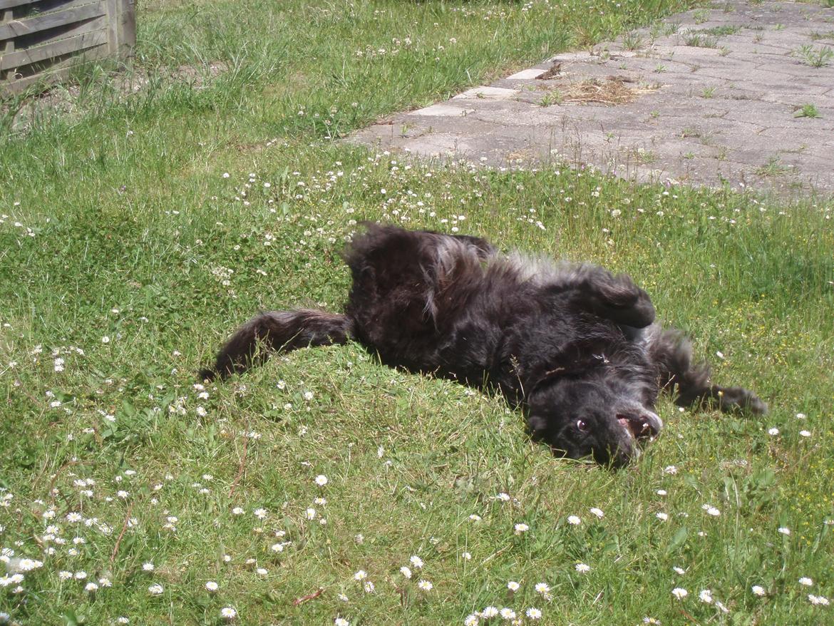 Blanding af racer Blackie - Sommer 2011 billede 6