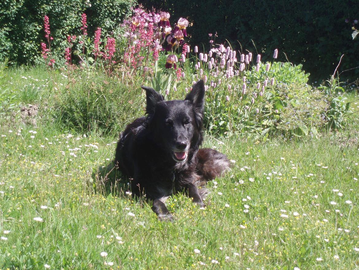 Blanding af racer Blackie - Sommer 2011 billede 4