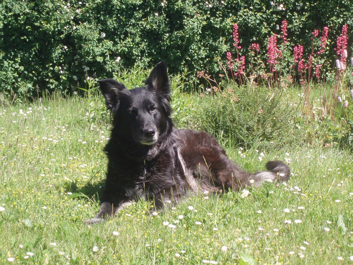 Blanding af racer Blackie - ommer 2011 billede 5