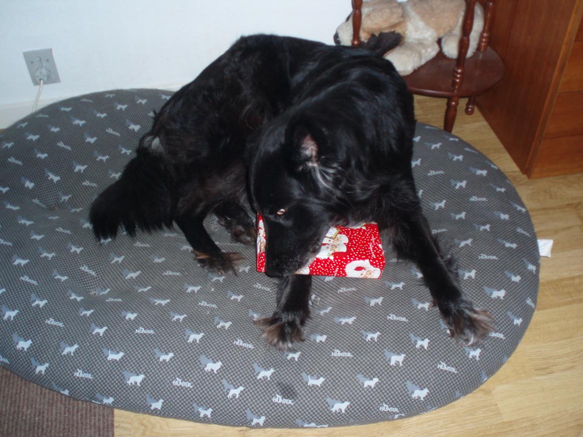 Blanding af racer Blackie - Julegave 2010 billede 9