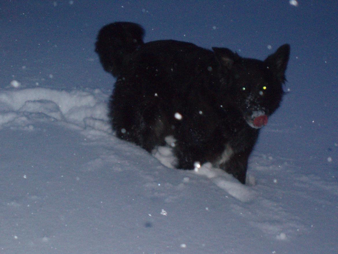 Blanding af racer Blackie - Vinter 2010 billede 10