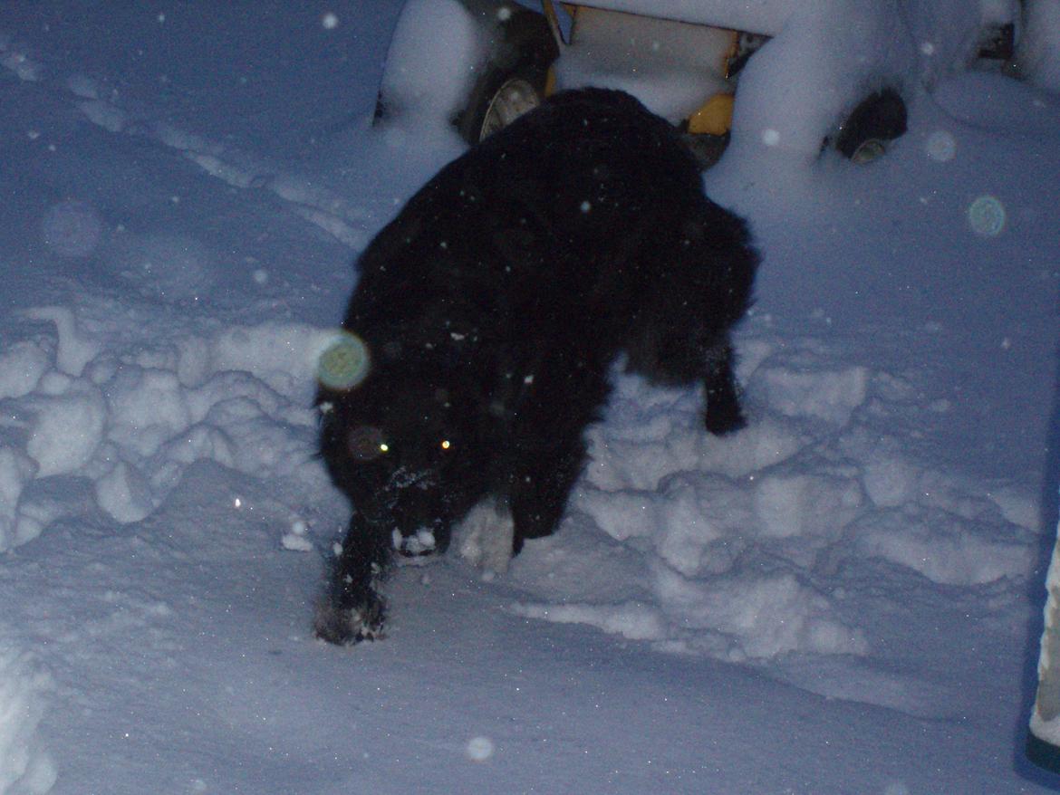 Blanding af racer Blackie - Vinter 2010 billede 12