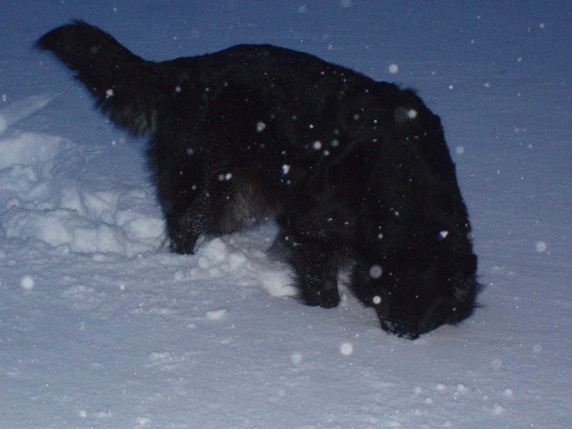 Blanding af racer Blackie - Vinter 2010 billede 11