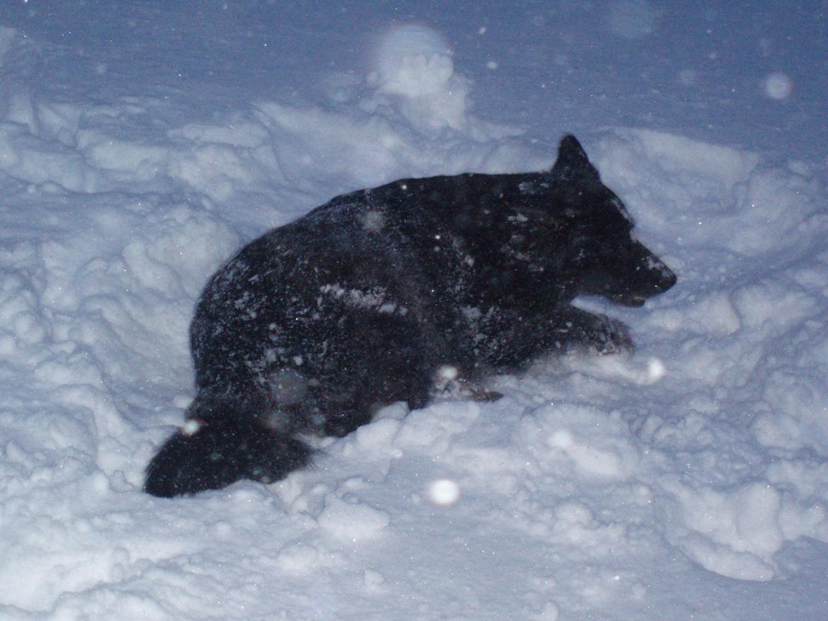 Blanding af racer Blackie - Vinter 2010 billede 13