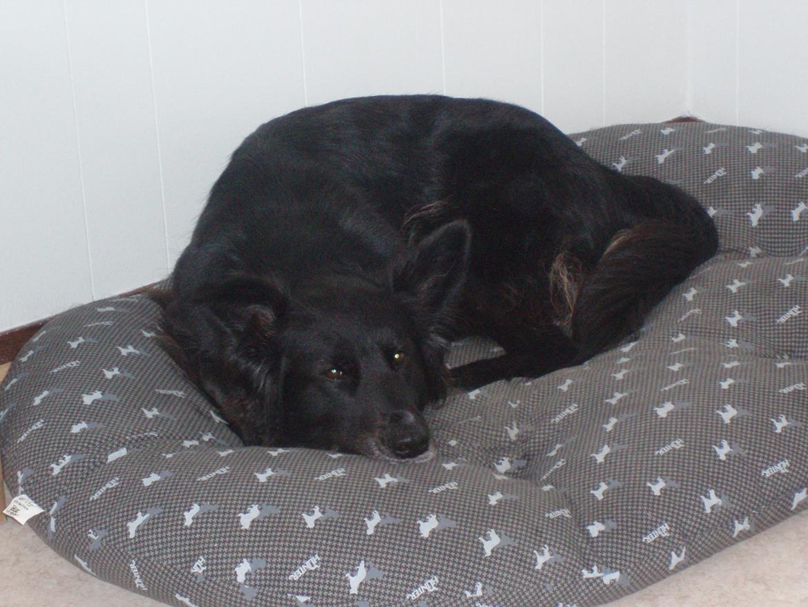 Blanding af racer Blackie - En træt hund 2009 billede 16