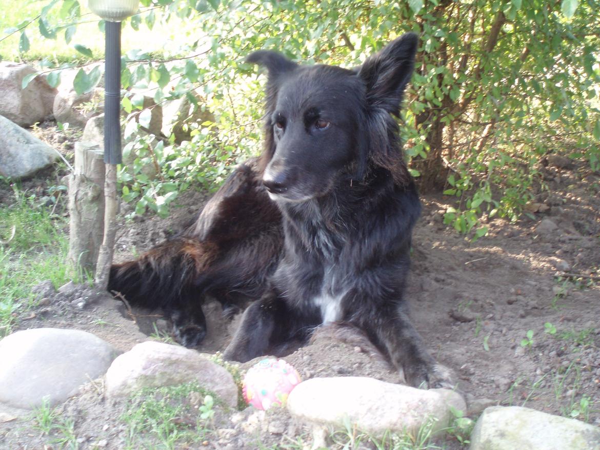 Blanding af racer Blackie - 2009 billede 17