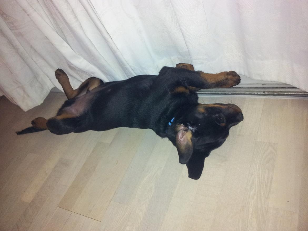 Rottweiler Zeus billede 1