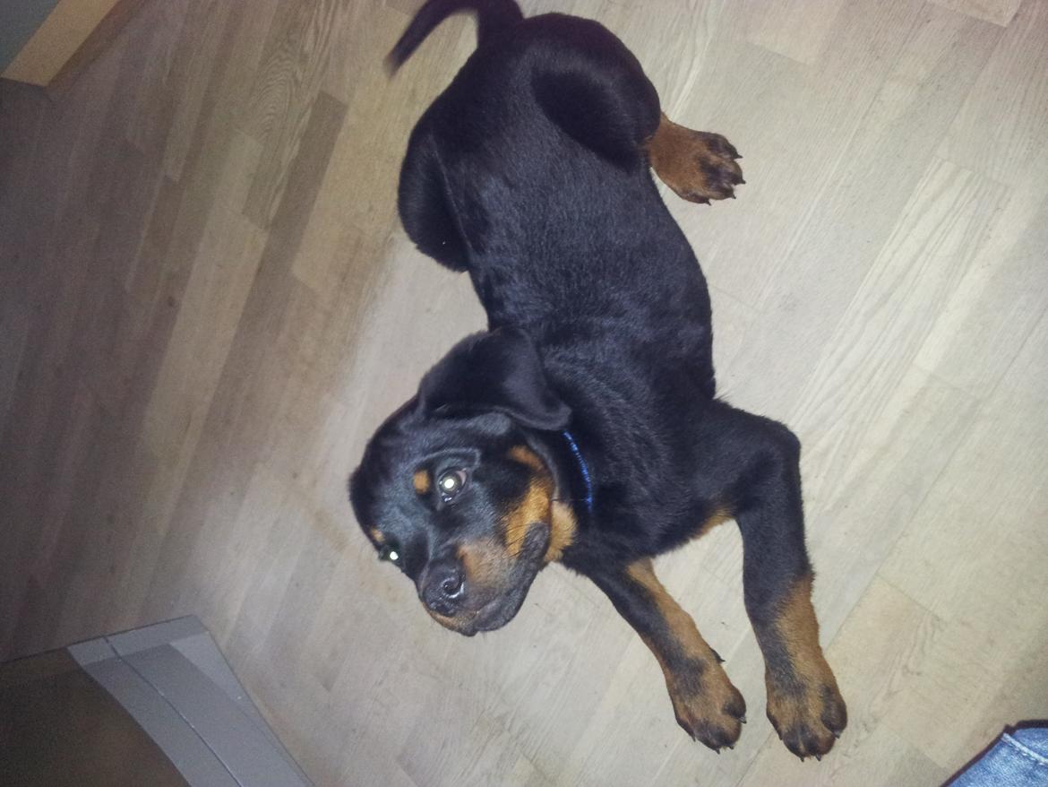 Rottweiler Zeus billede 2