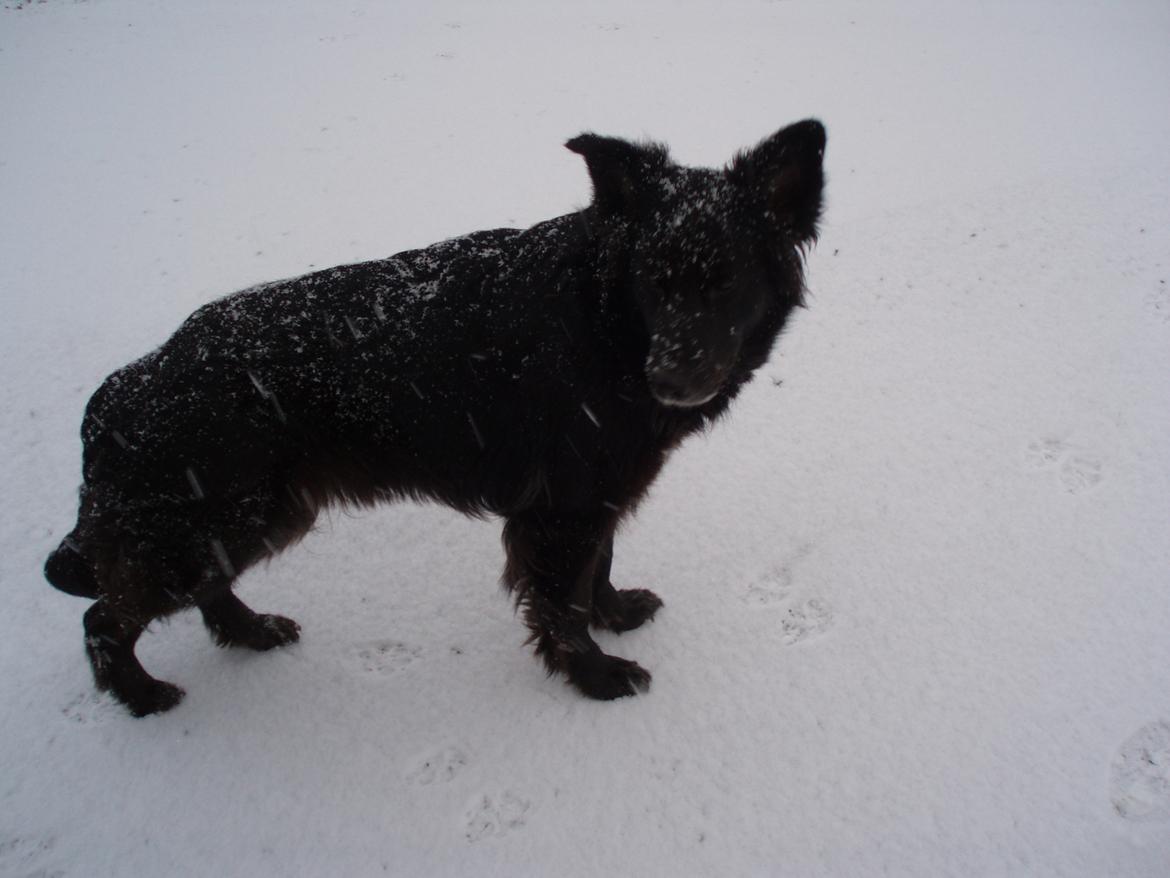 Blanding af racer Blackie - 2008 billede 18