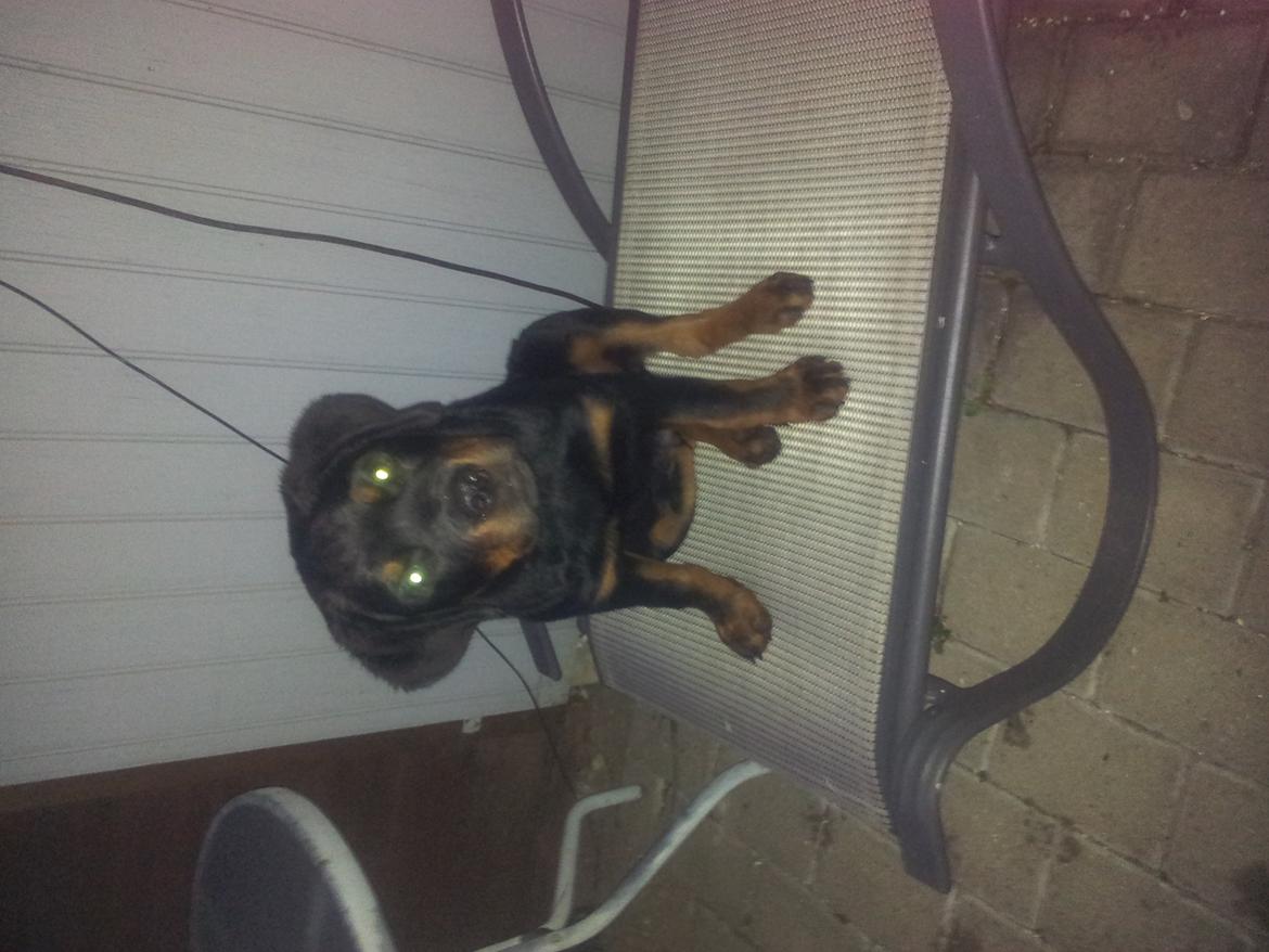 Rottweiler Zeus billede 3