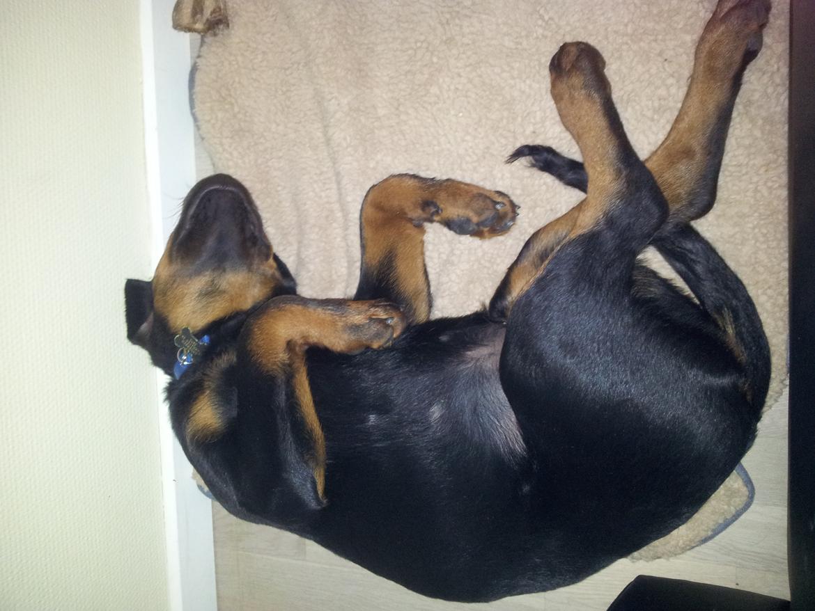 Rottweiler Zeus billede 4