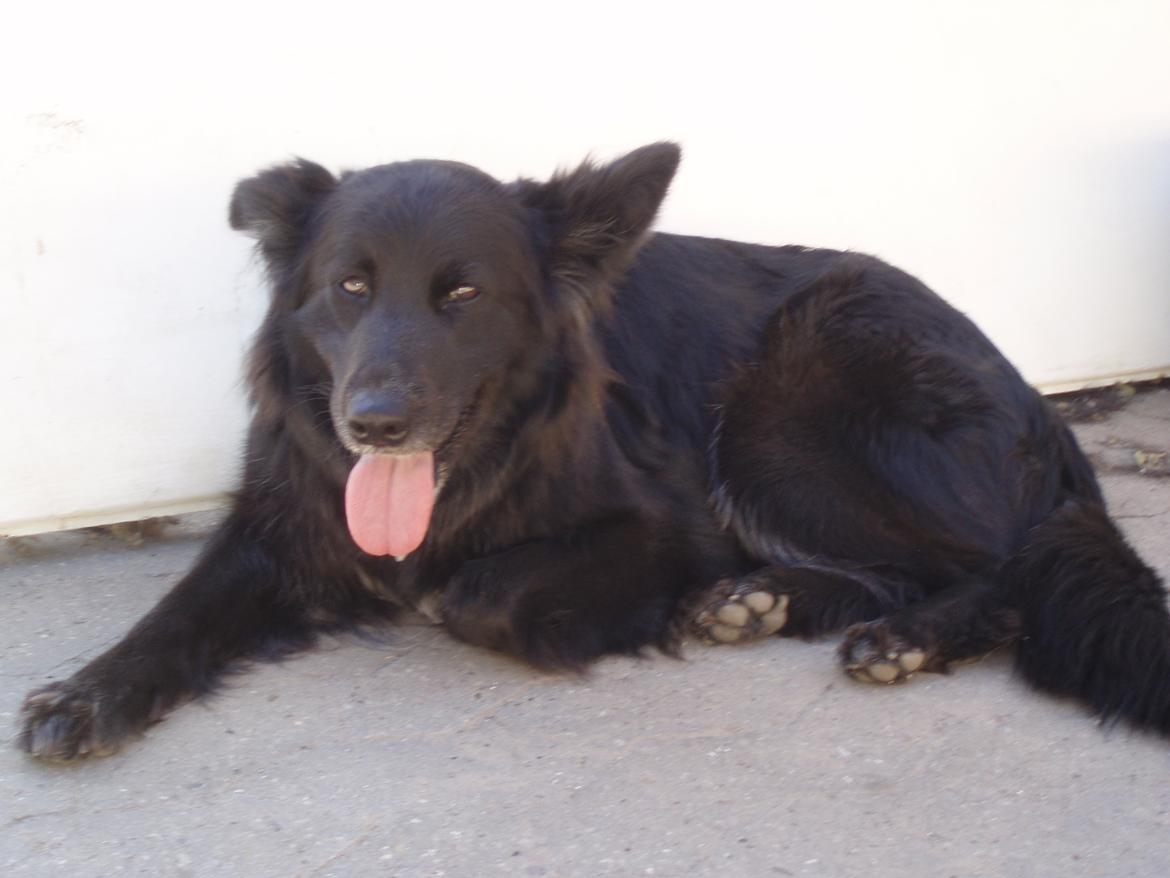 Blanding af racer Blackie - En hund der har det varmt.
Sommer 2008
 billede 19