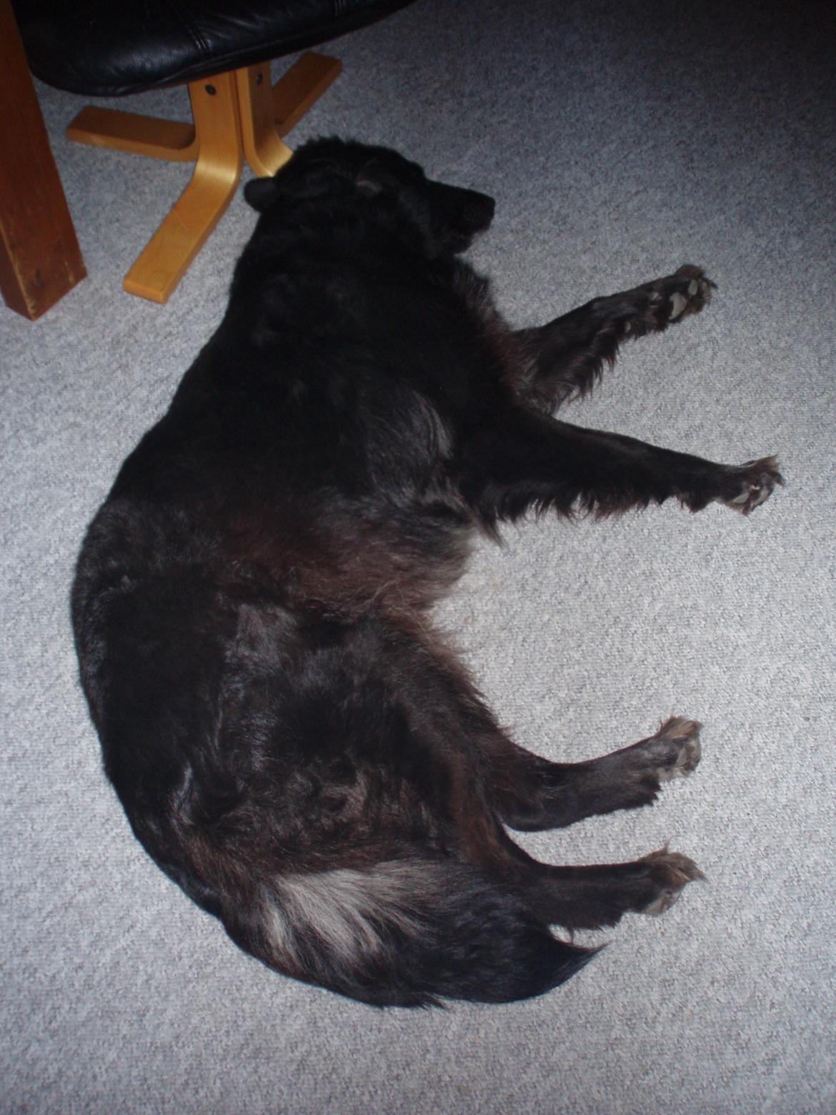 Blanding af racer Blackie - En meget træt hund
2008 billede 20