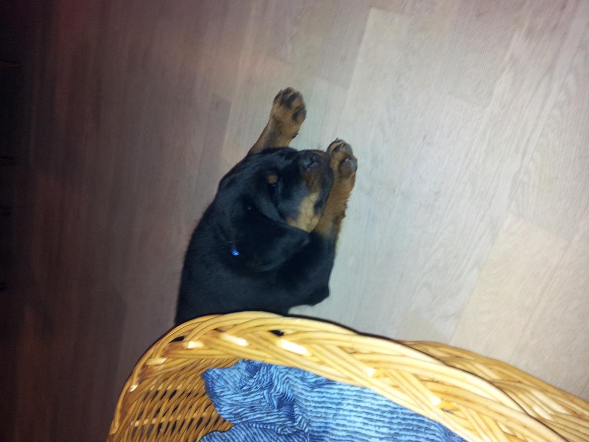 Rottweiler Zeus billede 5