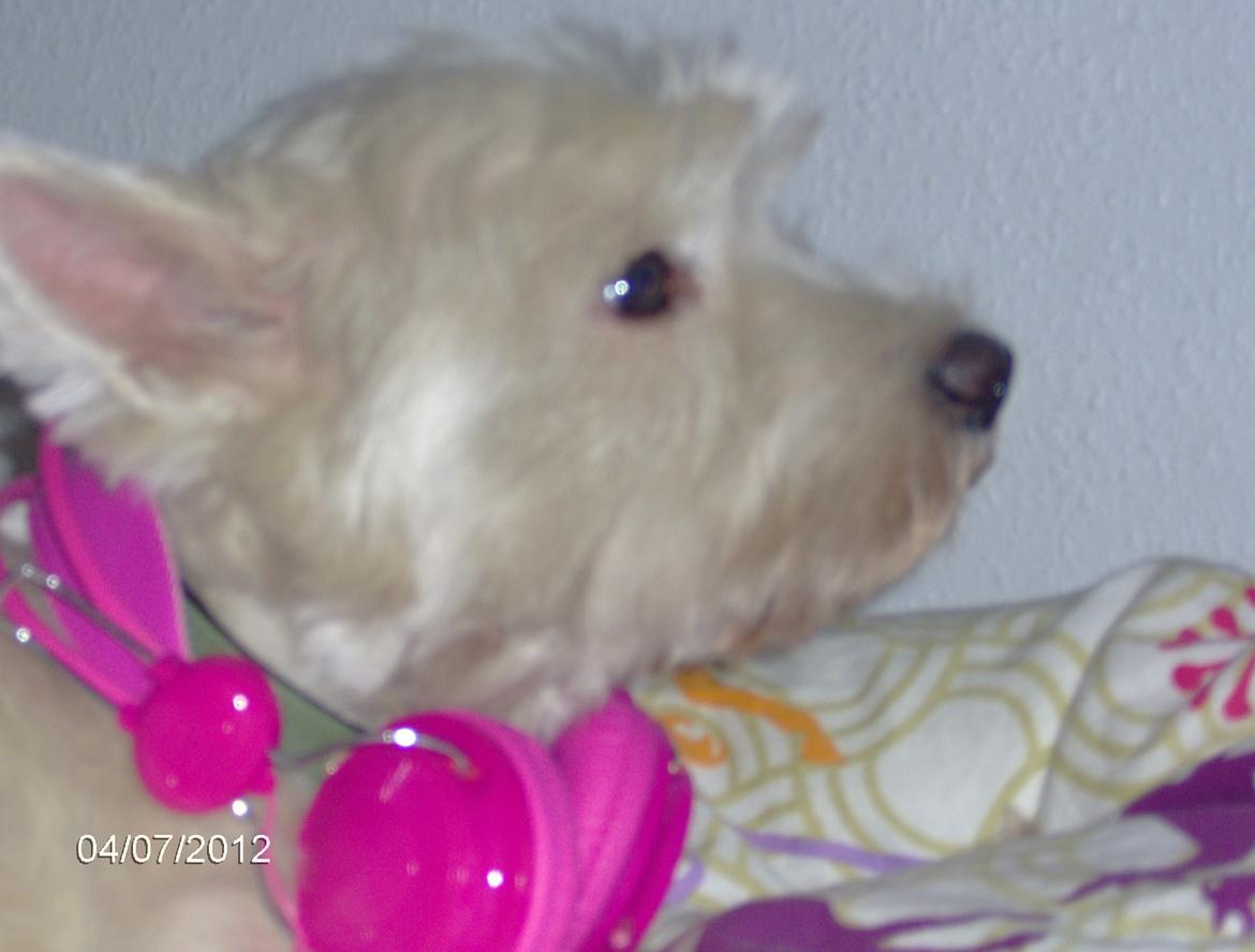 West highland white terrier Sille<3! - Lalala god musik:-D billede 11