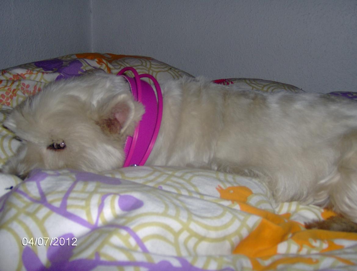 West highland white terrier Sille<3! - Spilet er i gang baby  billede 12