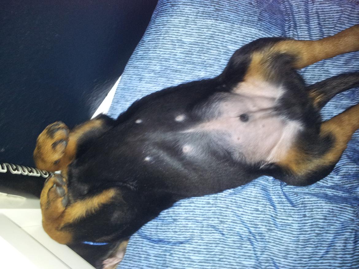 Rottweiler Zeus billede 6